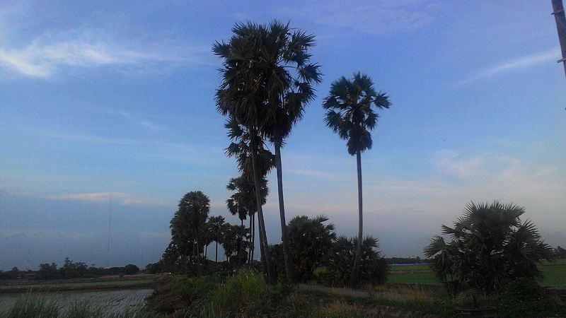 Sugar palms on the field edge