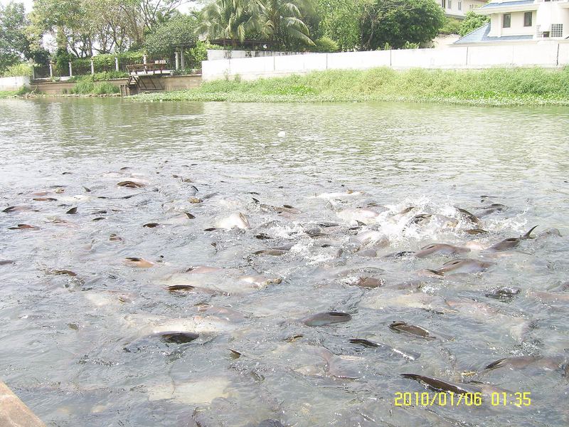Feeding the fish at Wat Phosop Phon Charoen