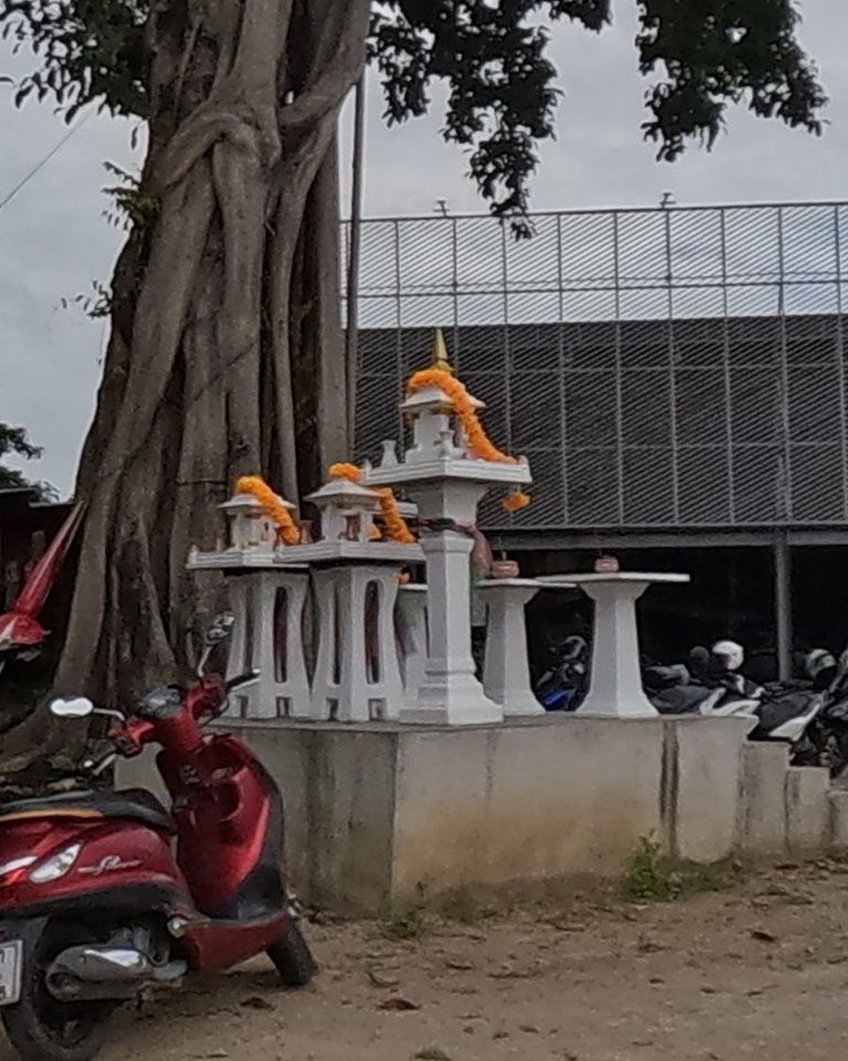ศาลพระภูมิสีขาวหลายหลัง วางรวมกันที่โคนต้นไทร