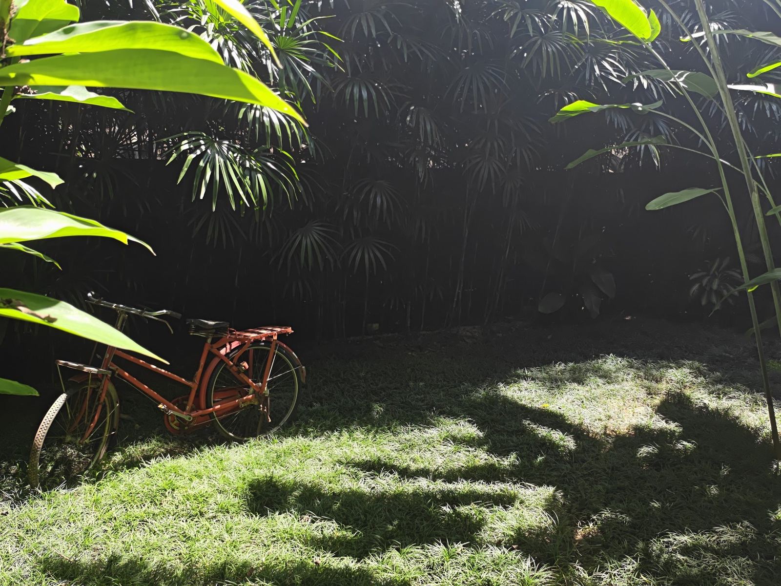 An old red bicycle on the lawn against a bamboo screen