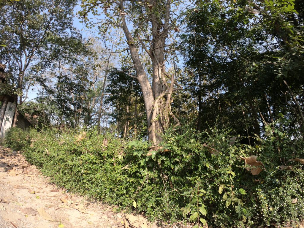 ภาพถนนตรงที่ Aleenta Retreat Chiang Mai ตั้งอยู่ ถ่ายโดย chanuwath_grab พ.ศ. 2562 (2019) · A street-level view of where Aleenta Retreat Chiang Mai stands, by chanuwath_grab in 2562 (2019)