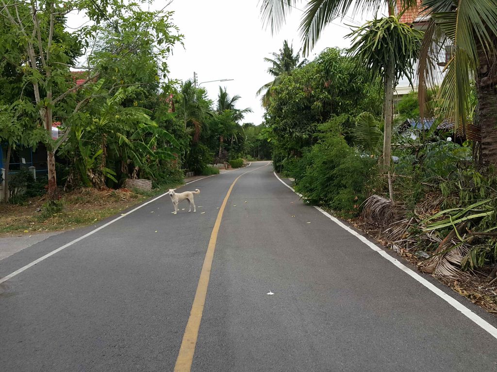 ภาพถนนตรงที่ ครัวลุงยง ตั้งอยู่ ถ่ายโดย jrcarlsen พ.ศ. 2558 (2015) · A street-level view of where ครัวลุงยง · Khrualungyong stands, by jrcarlsen in 2558 (2015)