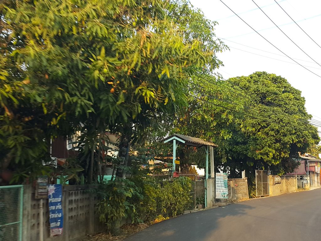 ภาพถนนตรงที่ Soom hua Maerim ตั้งอยู่ ถ่ายโดย jrcarlsen พ.ศ. 2559 (2016) · A street-level view of where Soom hua Maerim stands, by jrcarlsen in 2559 (2016)