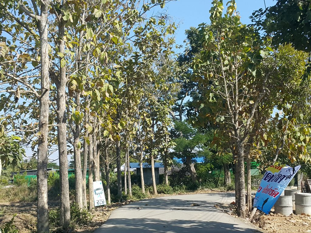 ภาพถนนตรงที่ วัดวังป้อง ตั้งอยู่ ถ่ายโดย jrcarlsen พ.ศ. 2558 (2015) · A street-level view of where วัดวังป้อง · Wat Wangpong stands, by jrcarlsen in 2558 (2015)