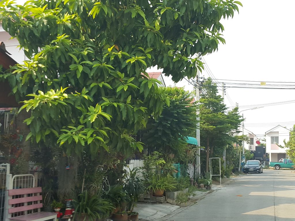 ภาพถนนตรงที่ Shark cha ชานมใต้หวัน สาขาต้นเปา สันกำแพง ตั้งอยู่ ถ่ายโดย jrcarlsen พ.ศ. 2559 (2016) · A street-level view of where Shark cha ชานมใต้หวัน สาขาต้นเปา สันกำแพง stands, by jrcarlsen in 2559 (2016)